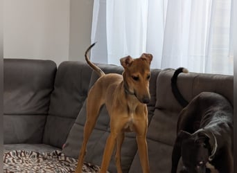 Sally sucht ein liebevolles Zuhause