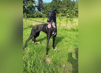 Smartie sucht ein liebevolles Zuhause