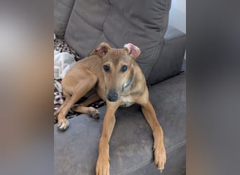 Sally sucht ein liebevolles Zuhause