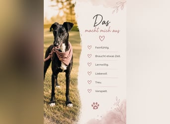 Smartie sucht ein liebevolles Zuhause