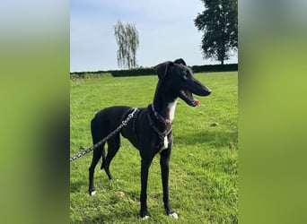 Smartie sucht ein liebevolles Zuhause