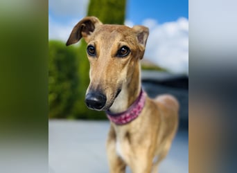 Windhund Sally sucht ein Zuhause