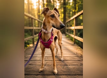 Windhund Sally sucht ein Zuhause