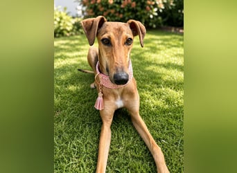 Windhund Sally sucht ein Zuhause