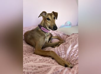 Windhund Sally sucht ein Zuhause