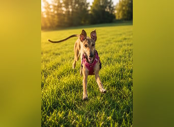 Windhund Sally sucht ein Zuhause