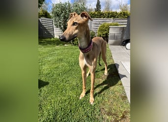 Windhund Sally sucht ein Zuhause