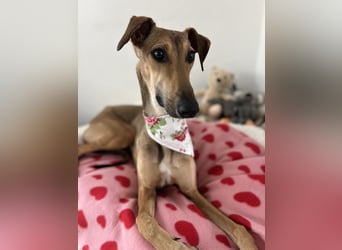 Windhund Sally sucht ein Zuhause