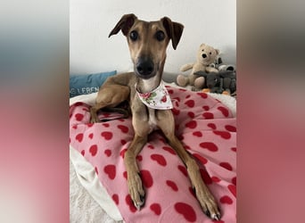 Windhund Sally sucht ein Zuhause