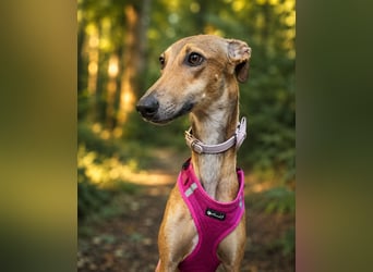 Windhund Sally sucht ein Zuhause