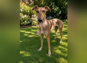 Windhund Sally sucht ein Zuhause