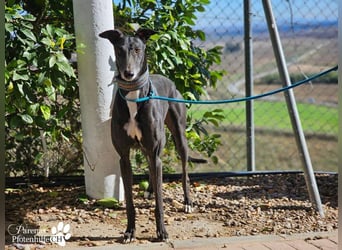 Kobold ist offen, neugierig und menschenbezogen