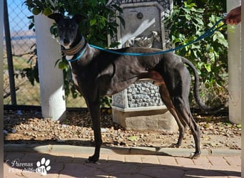 Kobold ist offen, neugierig und menschenbezogen