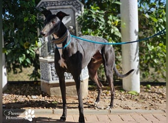 Kobold ist offen, neugierig und menschenbezogen