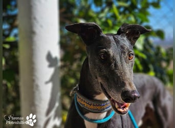 Kobold ist offen, neugierig und menschenbezogen