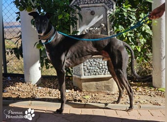 Kobold ist offen, neugierig und menschenbezogen