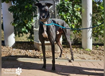 Kobold ist offen, neugierig und menschenbezogen