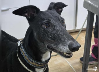 Kobold ist offen, neugierig und menschenbezogen