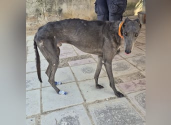 Buddy - wunderschöner Greyhound sucht sein Zuhause