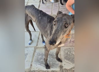 Buddy, wünscht sich ein warmes Körbchen