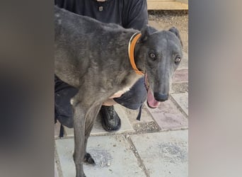 Buddy - wunderschöner Greyhound sucht sein Zuhause