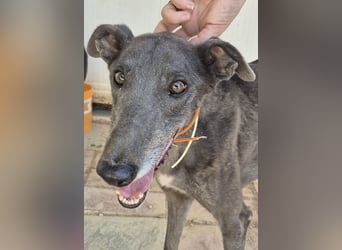 Buddy - wunderschöner Greyhound sucht sein Zuhause