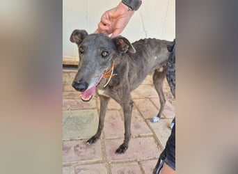 Buddy, wünscht sich ein warmes Körbchen
