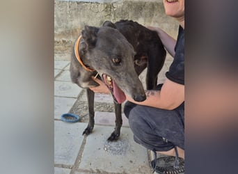 Buddy - wunderschöner Greyhound sucht sein Zuhause
