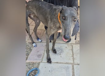 Buddy - wunderschöner Greyhound sucht sein Zuhause