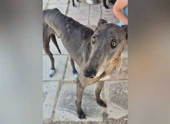 Buddy - wunderschöner Greyhound sucht sein Zuhause