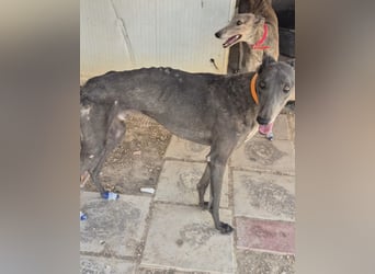 Buddy - wunderschöner Greyhound sucht sein Zuhause