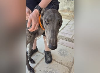 Buddy - wunderschöner Greyhound sucht sein Zuhause