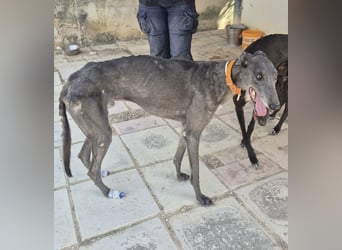 Buddy - wunderschöner Greyhound sucht sein Zuhause