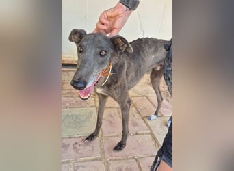Buddy - wunderschöner Greyhound sucht sein Zuhause