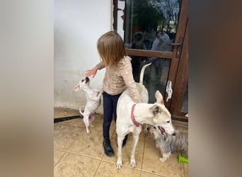 Vigo  - Windhundefans aufgepasst