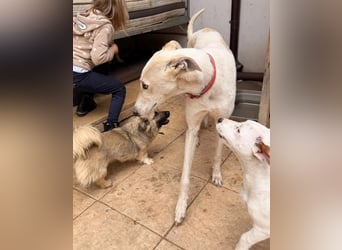 Vigo  - Windhundefans aufgepasst