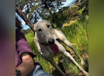 Vigo  - Windhundefans aufgepasst