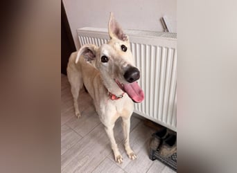 Vigo  - Windhundefans aufgepasst