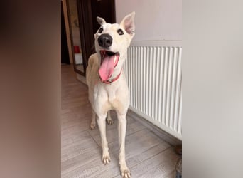 Vigo  - Windhundefans aufgepasst