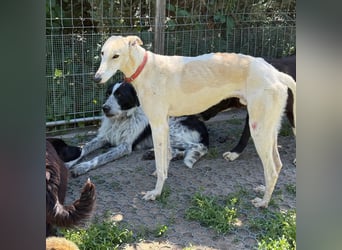 Vigo  - Windhundefans aufgepasst