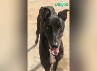Dingo2 geb. 07/2023 (ESP) - trotz seiner Vergangenheit eine verspielte, schwarze Schmusebacke!