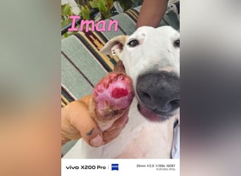 Iman geb. 09/2025 (RO) - Notfellchen sucht ihr Glück!