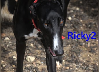 Ricky2 geb. 03/2025 (ESP) - verspielter und lebensfroher, junger Greyhound!