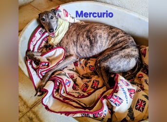 Mercurio geb. 11/2019 (ESP) - liebevoller Greyhound sucht Menschen mit Herz und Verstand!