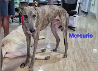Mercurio geb. 11/2019 (ESP) - liebevoller Greyhound sucht Menschen mit Herz und Verstand!