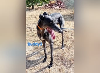 Buddy3 geb. 12/2021 (ESP) - verschmuster Greyhound der endlich ein gutes Leben verdient hat!