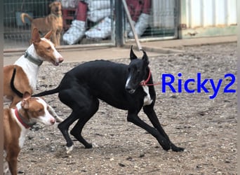 Ricky2 geb. 03/2025 (ESP) - verspielter und lebensfroher, junger Greyhound!