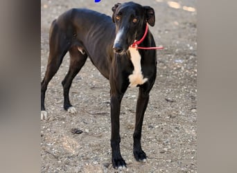 Ricky2 geb. 03/2025 (ESP) - verspielter und lebensfroher, junger Greyhound!