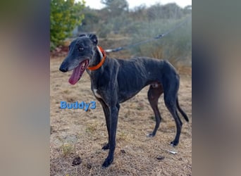 Buddy3 geb. 12/2021 (ESP) - verschmuster Greyhound der endlich ein gutes Leben verdient hat!