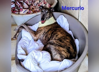 Mercurio geb. 11/2019 (ESP) - liebevoller Greyhound sucht Menschen mit Herz und Verstand!